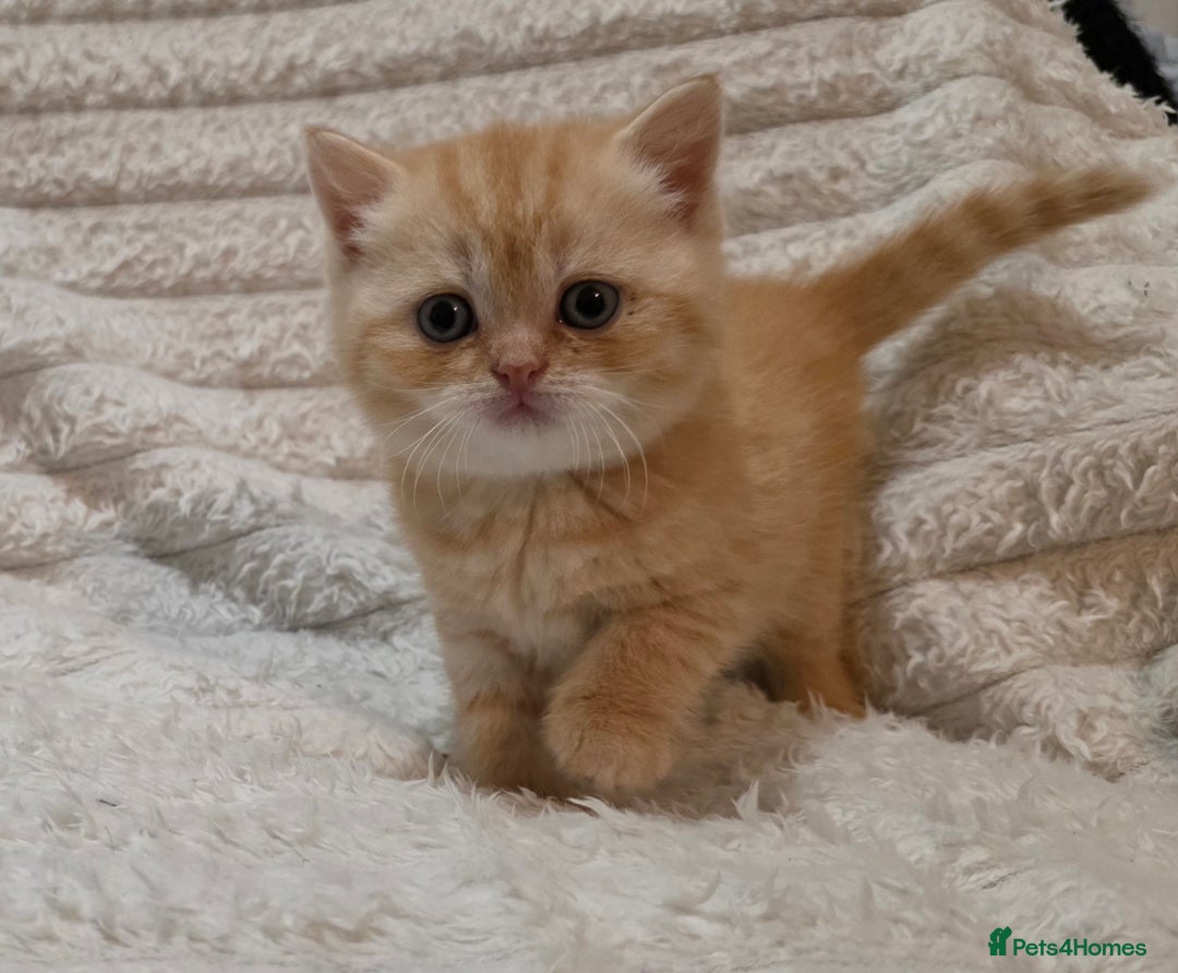 British Shorthair cats for sale: Beautiful unusual British shorthair kittens - Image 10