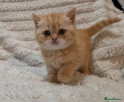 British Shorthair cats - Advert 3