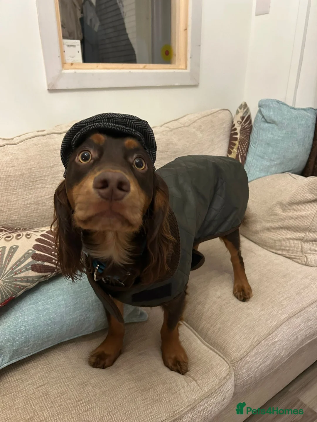 Cocker Spaniel dogs for stud: Working Cocker spaniel available for stud  - Advert 7