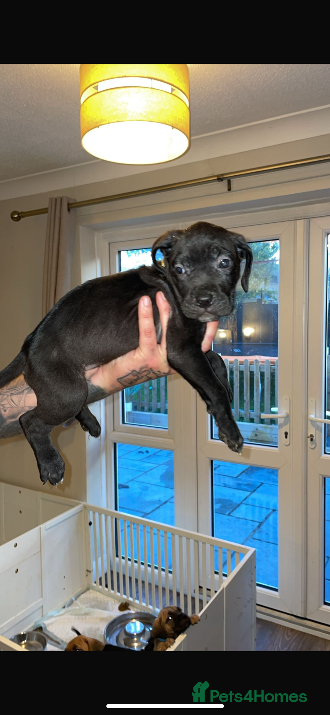 Cane Corso dogs for sale: 9 beautiful cane corso pups for sale - Image 9