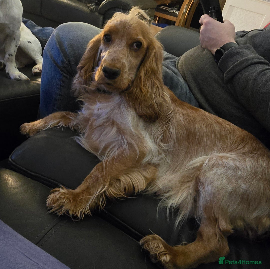 Sprocker dogs for sale: Cocker spaniel puppies  - Advert 1