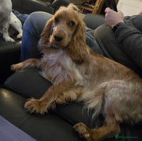 Sprocker dogs Cocker spaniel puppies - Advert 15