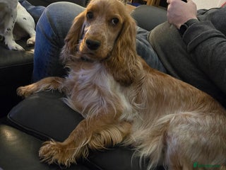 Sprocker dogs Cocker spaniel puppies - Advert 1