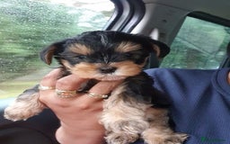 Yorkshire Terrier dogs for sale: Yorkshire pups  - Image 7