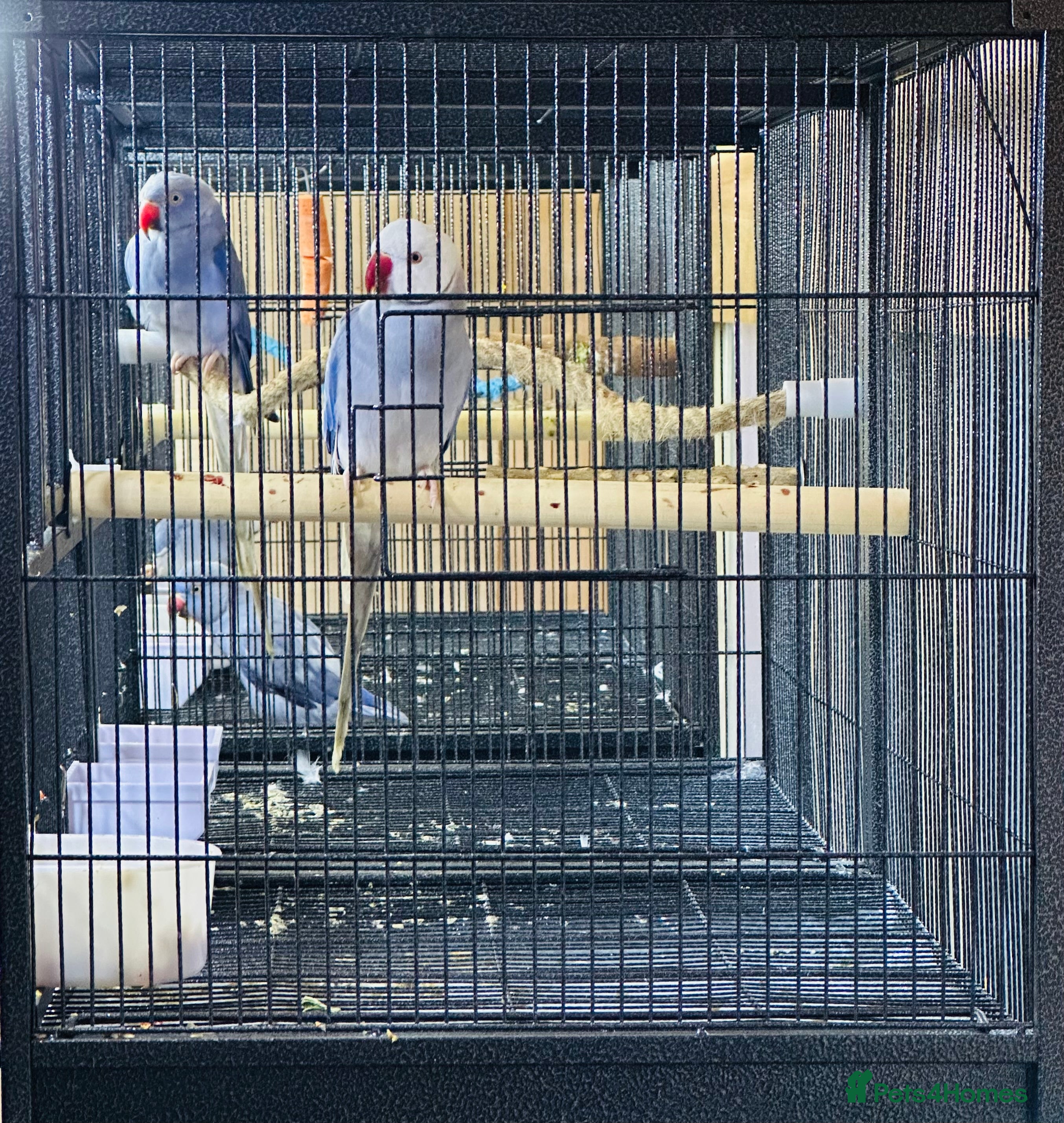 Parrots birds Violet Ringneck pairs  - Advert 8