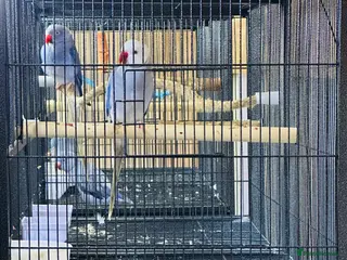 Parrots birds Violet Ringneck pairs - Advert 8