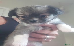 Chihuahua dogs for sale: Tricoloured Long Coat Chihuahua - Image 4