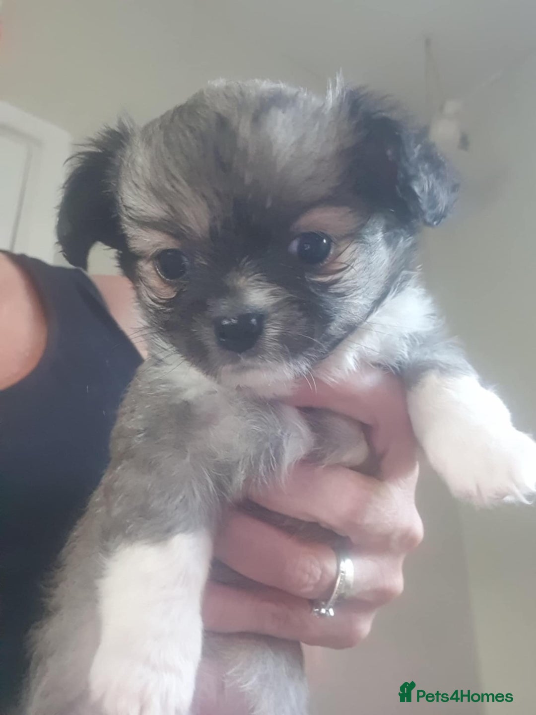 Chihuahua dogs for sale: Tricoloured Long Coat Chihuahua - Image 4