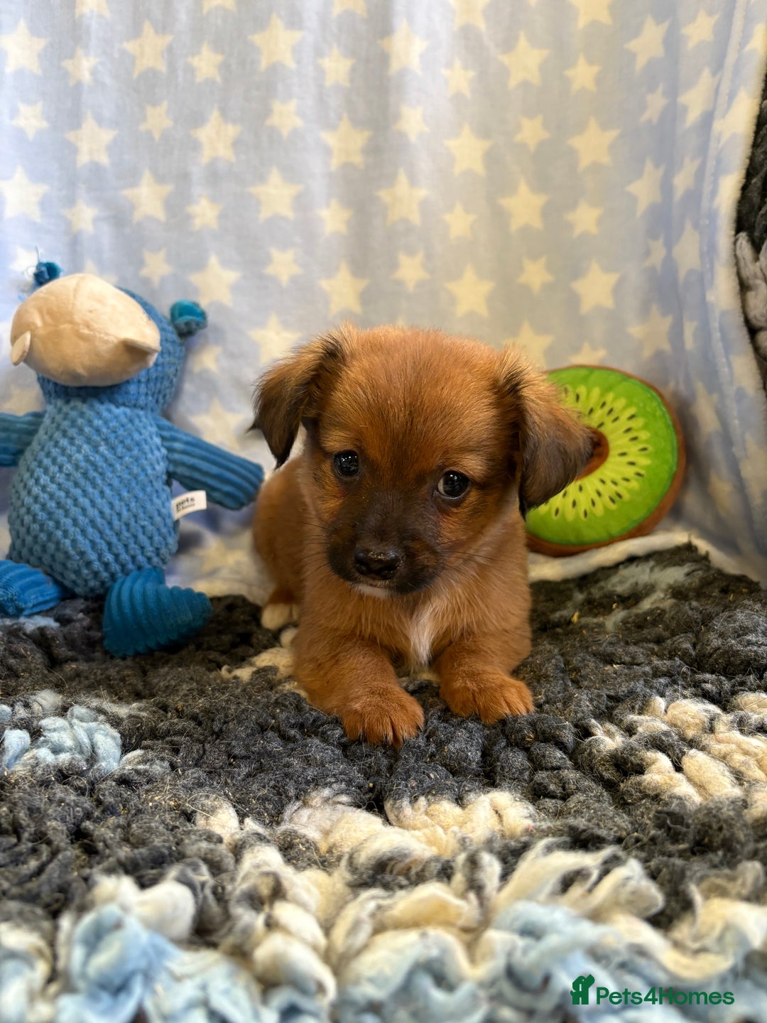 Mixed Breed dogs for sale: Stunning Tiny Yorkie Jack puppies  - Image 8
