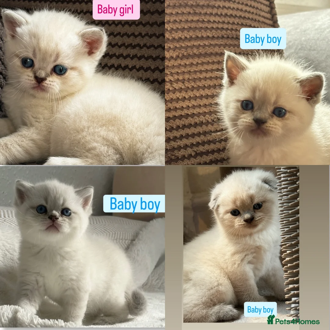 Scottish Fold cats for sale: 🐾 Gorgeous Kittens Looking for Forever Homes 🐾 - Advert 6