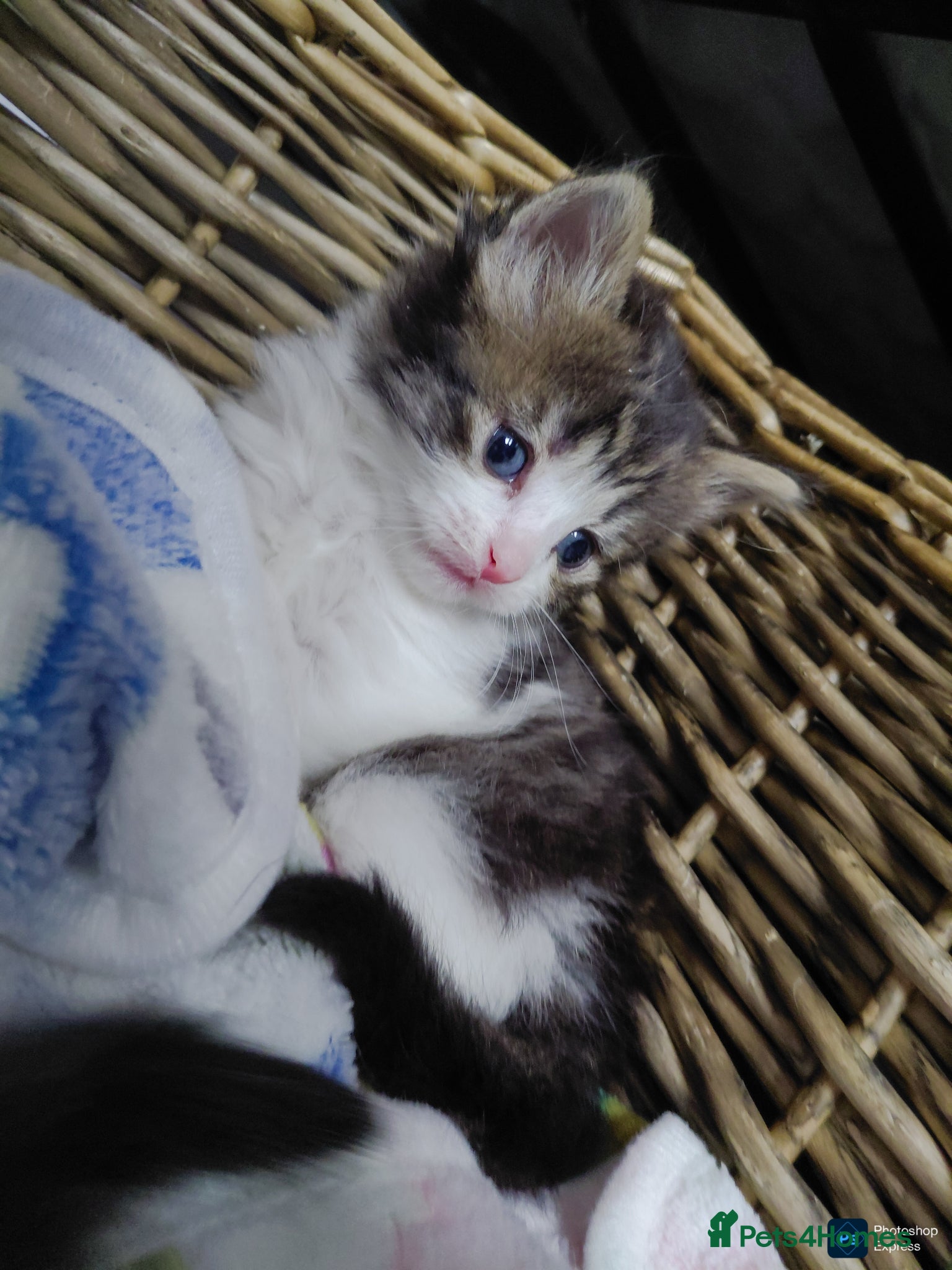 Mixed Breed cats mixed babies for sale  - Advert 22