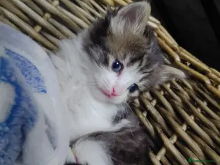 Mixed Breed cats mixed babies for sale - Advert 22