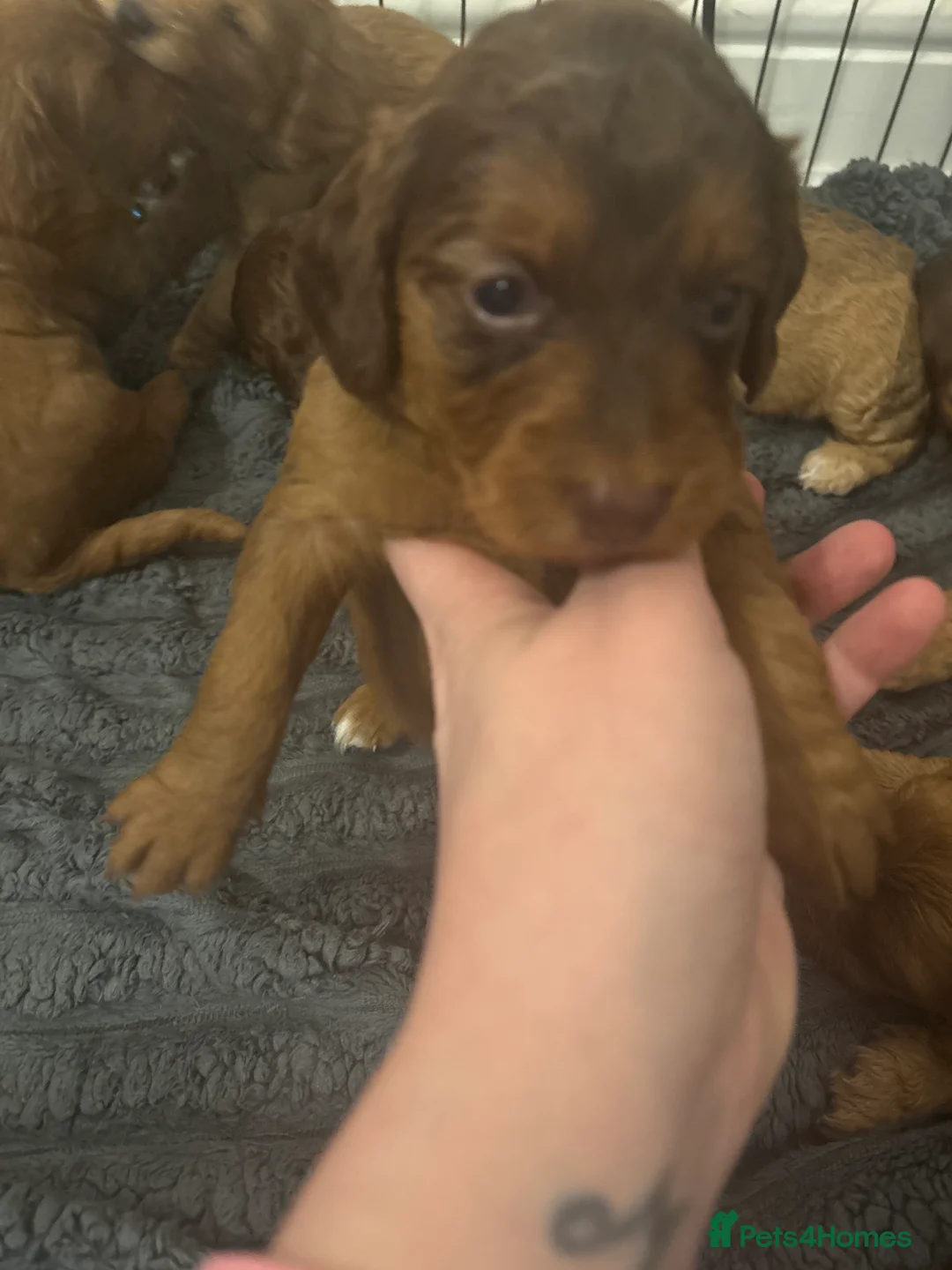 Cockapoo dogs for sale: 8 beautiful cockapoo puppies  - Advert 25