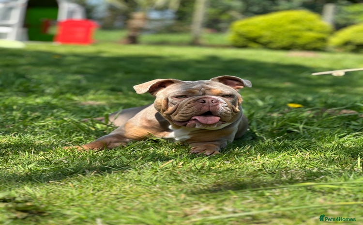 English Bulldog dogs - Advert 1