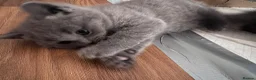 Brazilian Shorthair cats for sale: British Shorthair Kitten  - Advert 15