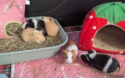 Guinea Pig rodents for sale: Baby guinea pigs  - Advert 2