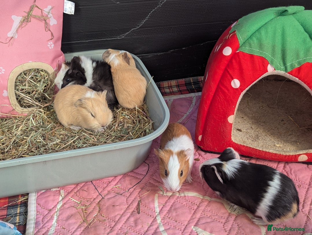 Guinea Pig rodents for sale: Baby guinea pigs  - Advert 2