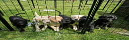 Labrador Retriever dogs for sale: Gorgeous black labrador boys. in Burton-on-Trent - Advert 3