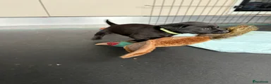 Labrador Retriever Puppy 2