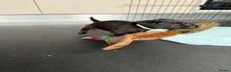 Labrador Retriever dogs for sale: **1x stunning KC black lab dog remaining** - Advert 4