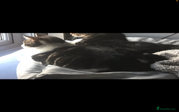 British Shorthair cats for sale: I need a new home,  - Image 4