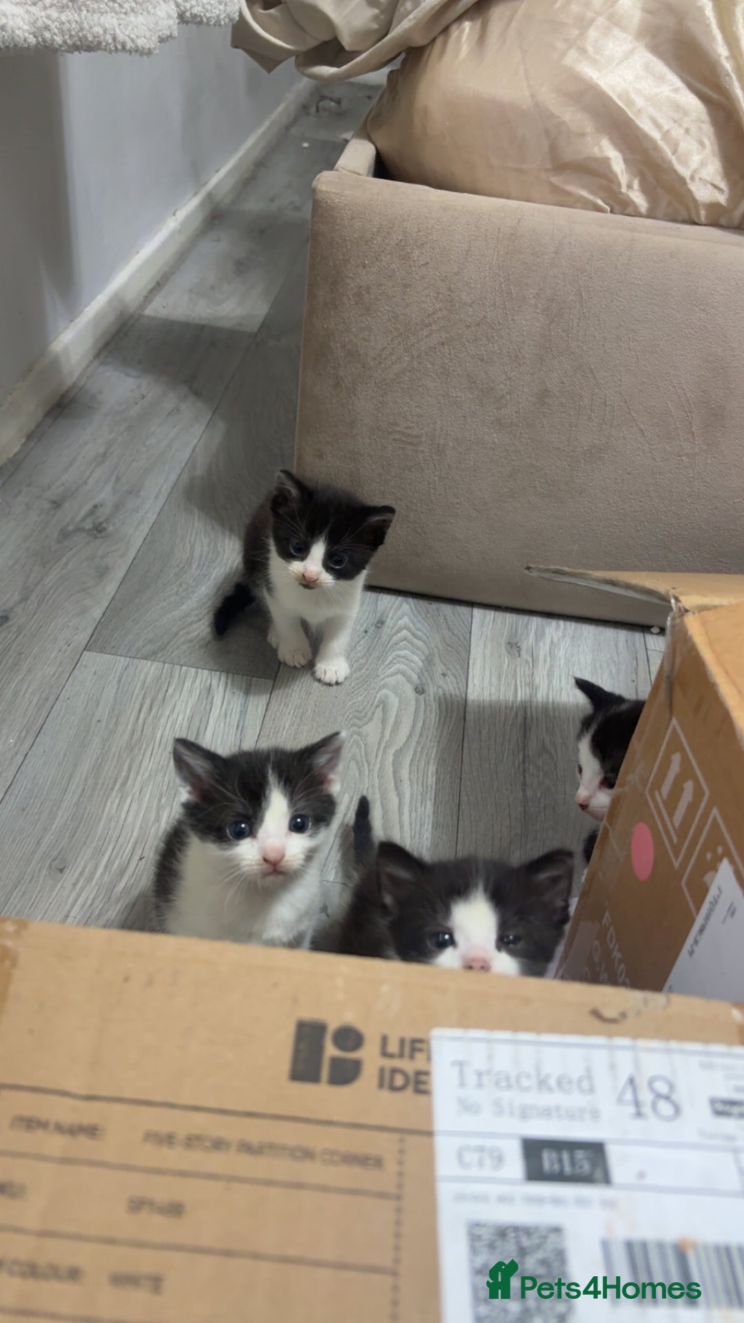 British Shorthair cats for sale: black and white gorgeous short hair kittens ready - Advert 5