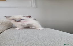 Ragdoll cats for sale: Adorable Ragdoll Kittens  - Image 15