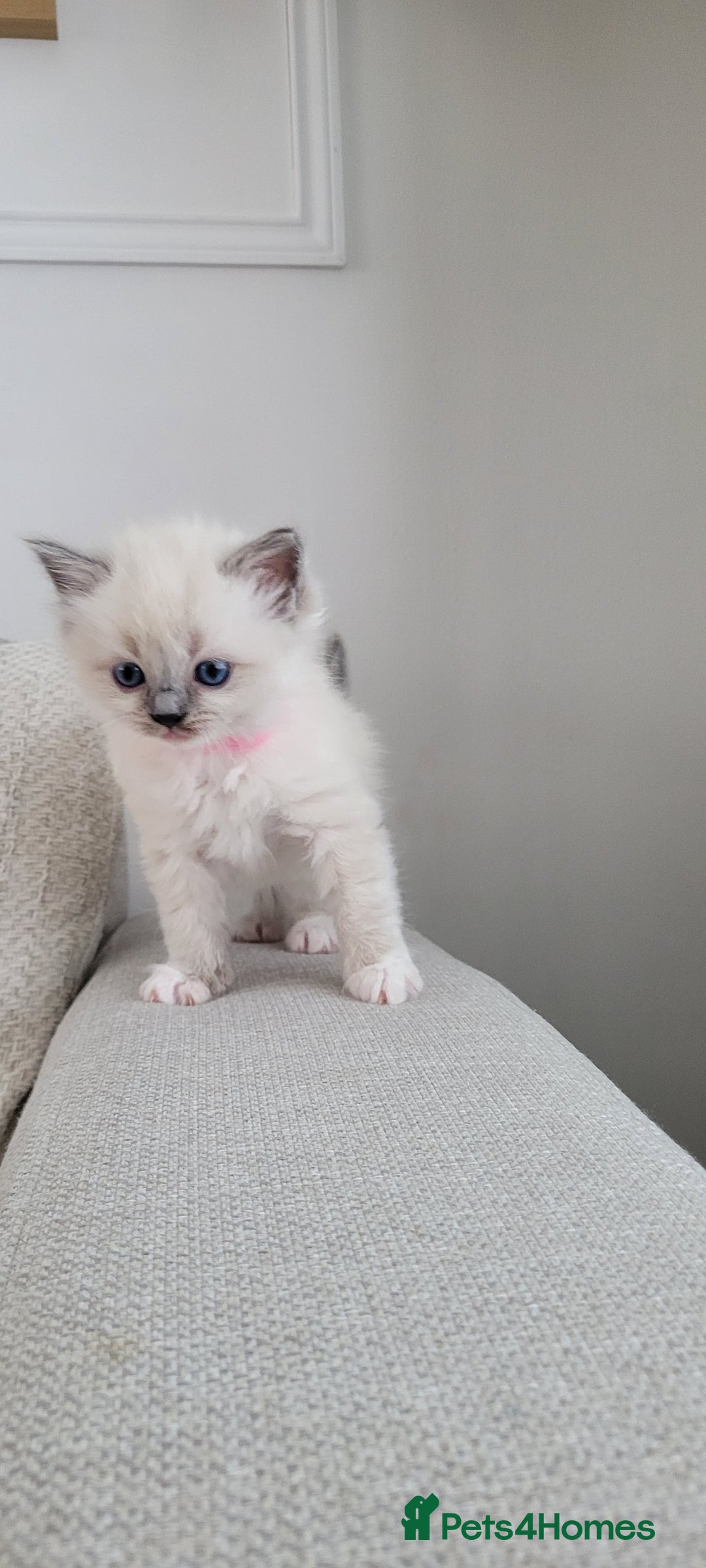 Ragdoll cats for sale: Adorable Ragdoll Kittens  - Image 15