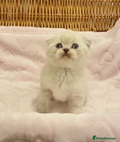 British Shorthair cats - Advert 3