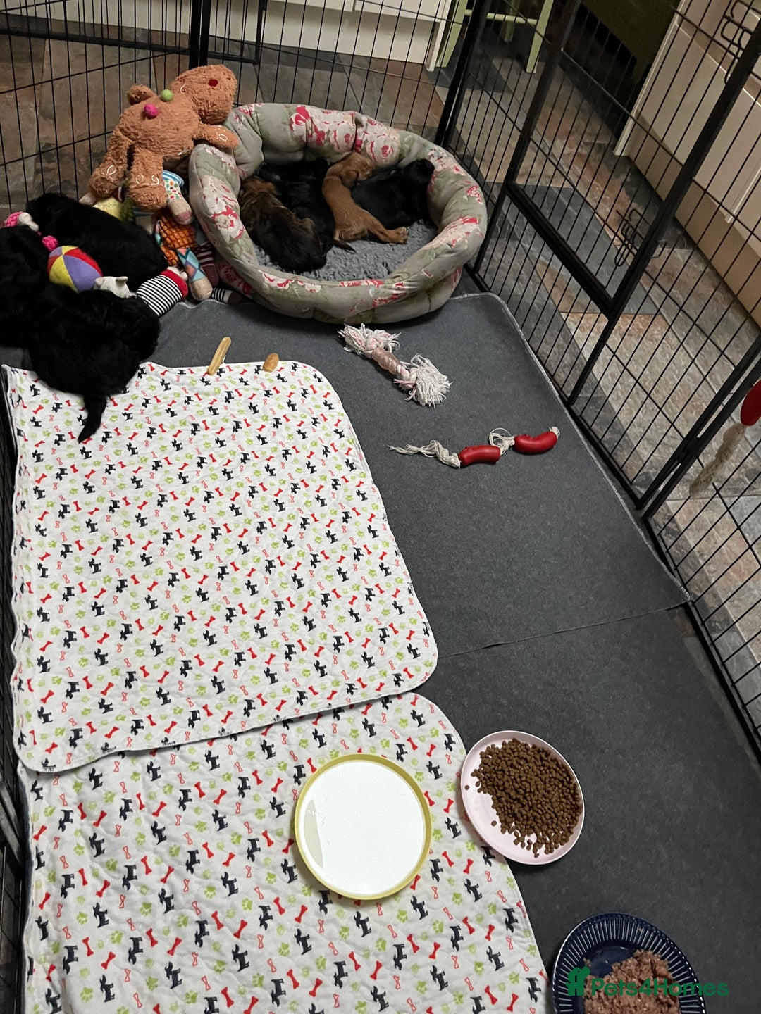 Griffon Bruxellois dogs for sale: New Kids on the Block - Image 18