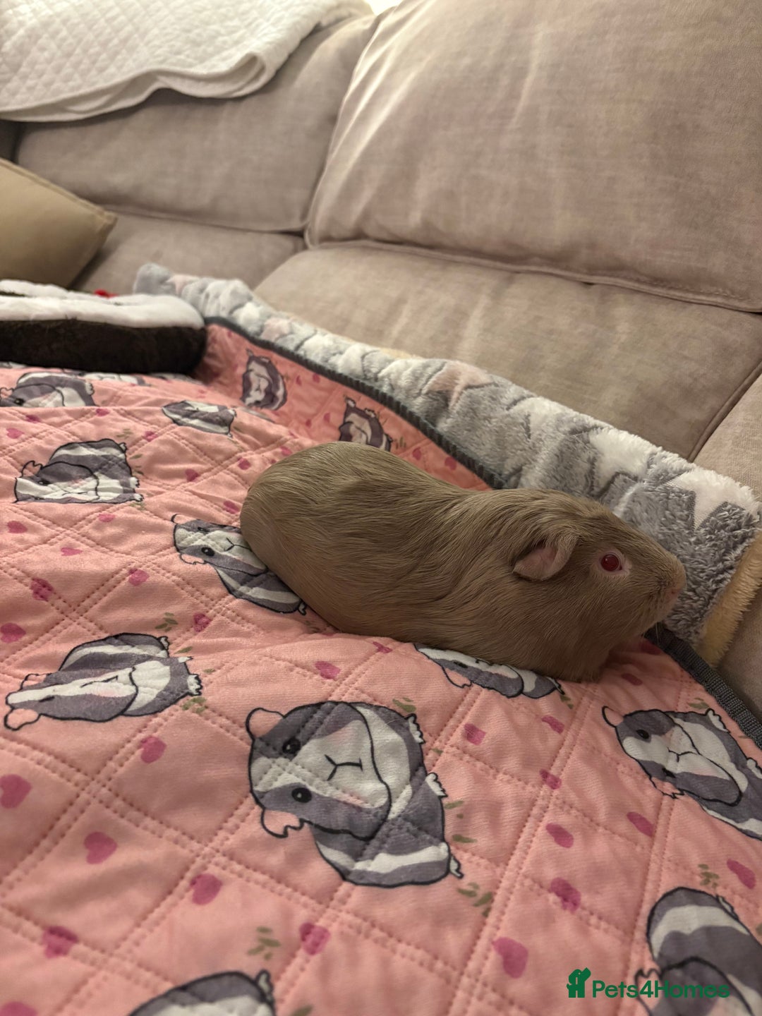 Guinea Pig rodents for sale: Gorgeous male Guinea pig - Advert 4