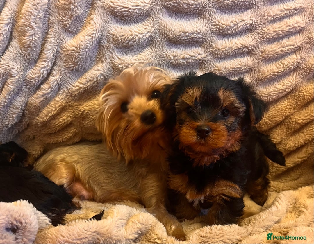 Yorkshire Terrier dogs for sale: Yorkshire terrier puppy’s  - Advert 1