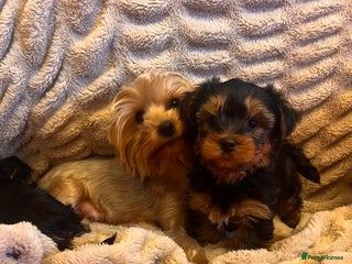 Yorkshire Terrier dogs Yorkshire terrier puppy’s - Advert 1