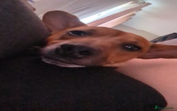 Jack Russell dogs for sale: Hi my name is patch - Image 1
