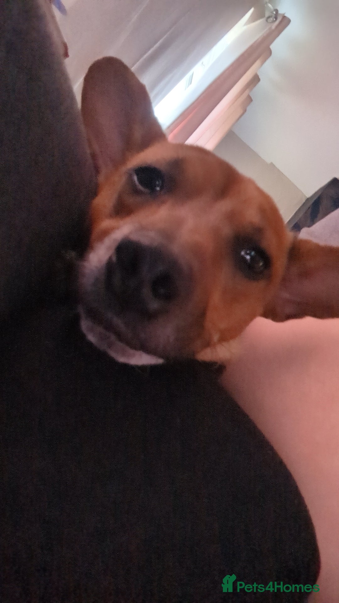 Jack Russell dogs for sale: Hi my name is patch - Image 1