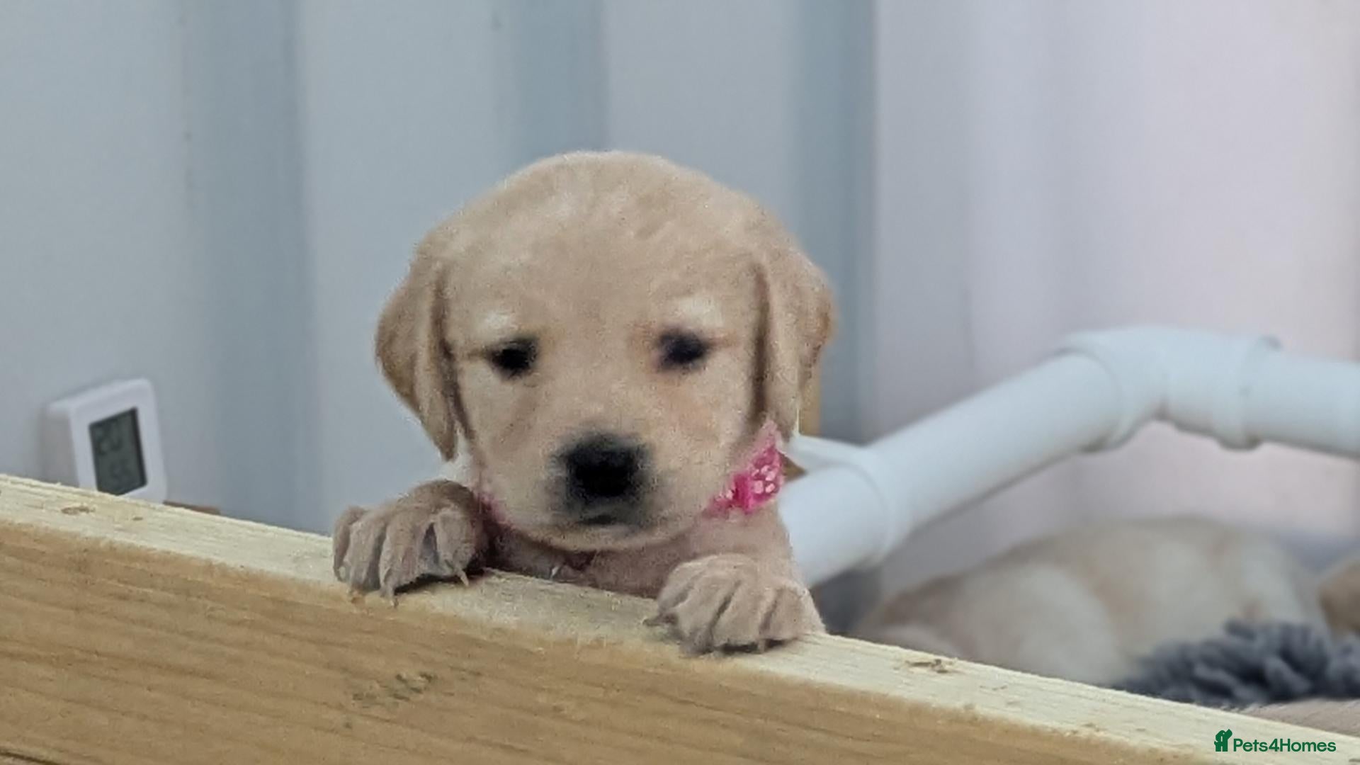 Labradoodle dogs Golden Labradoodle / Doubledoodle Puppies Viewings - Advert 2