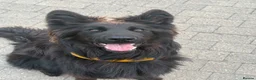German Shepherd dogs for sale: Long coat German Shepherd - Advert 7