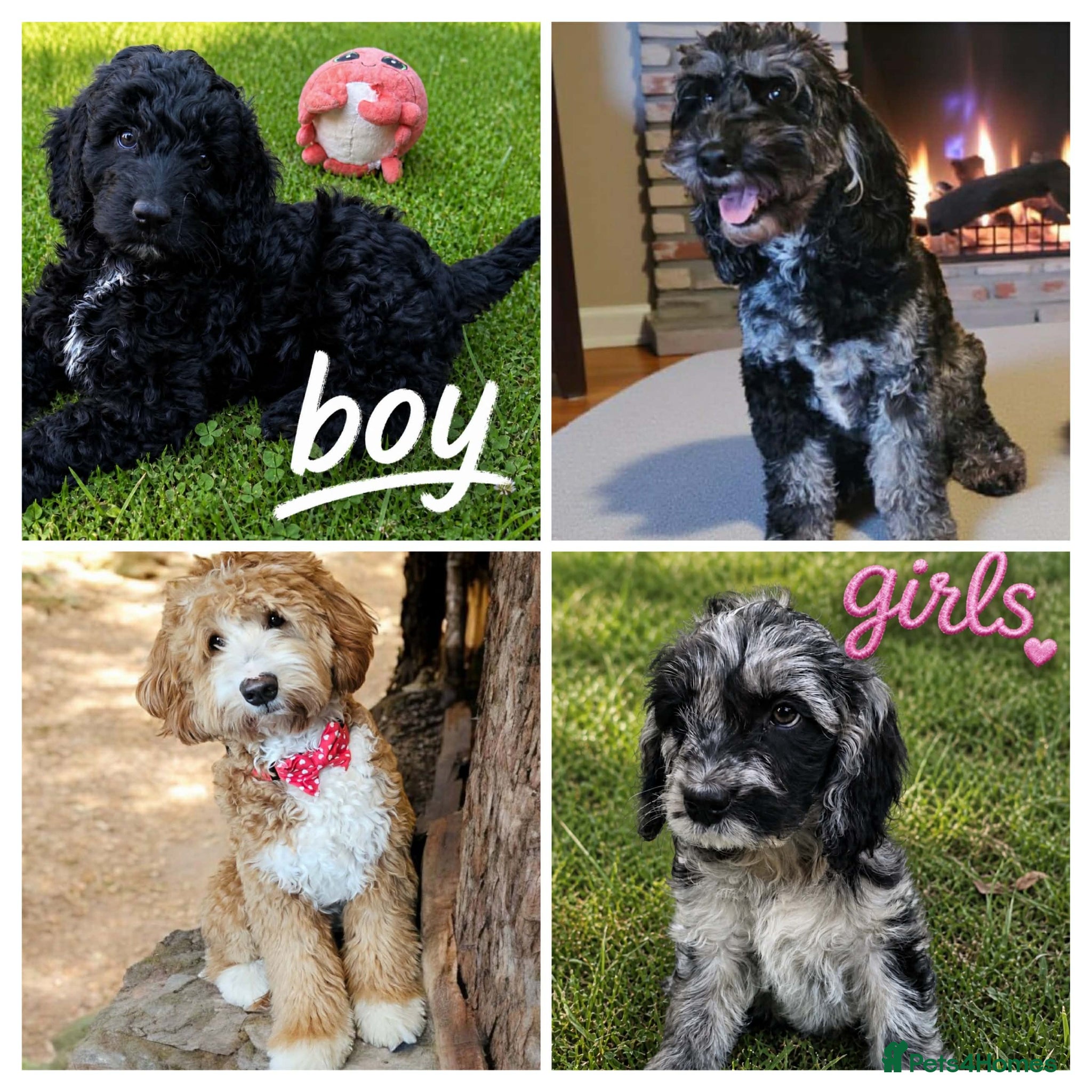 Australian Labradoodle dogs  1 Boy and 1 Girls available ready to go now - Advert 2