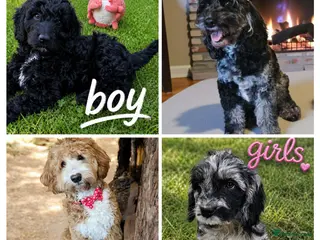Australian Labradoodle dogs 1 Boy and 1 Girls available ready to go now - Advert 10