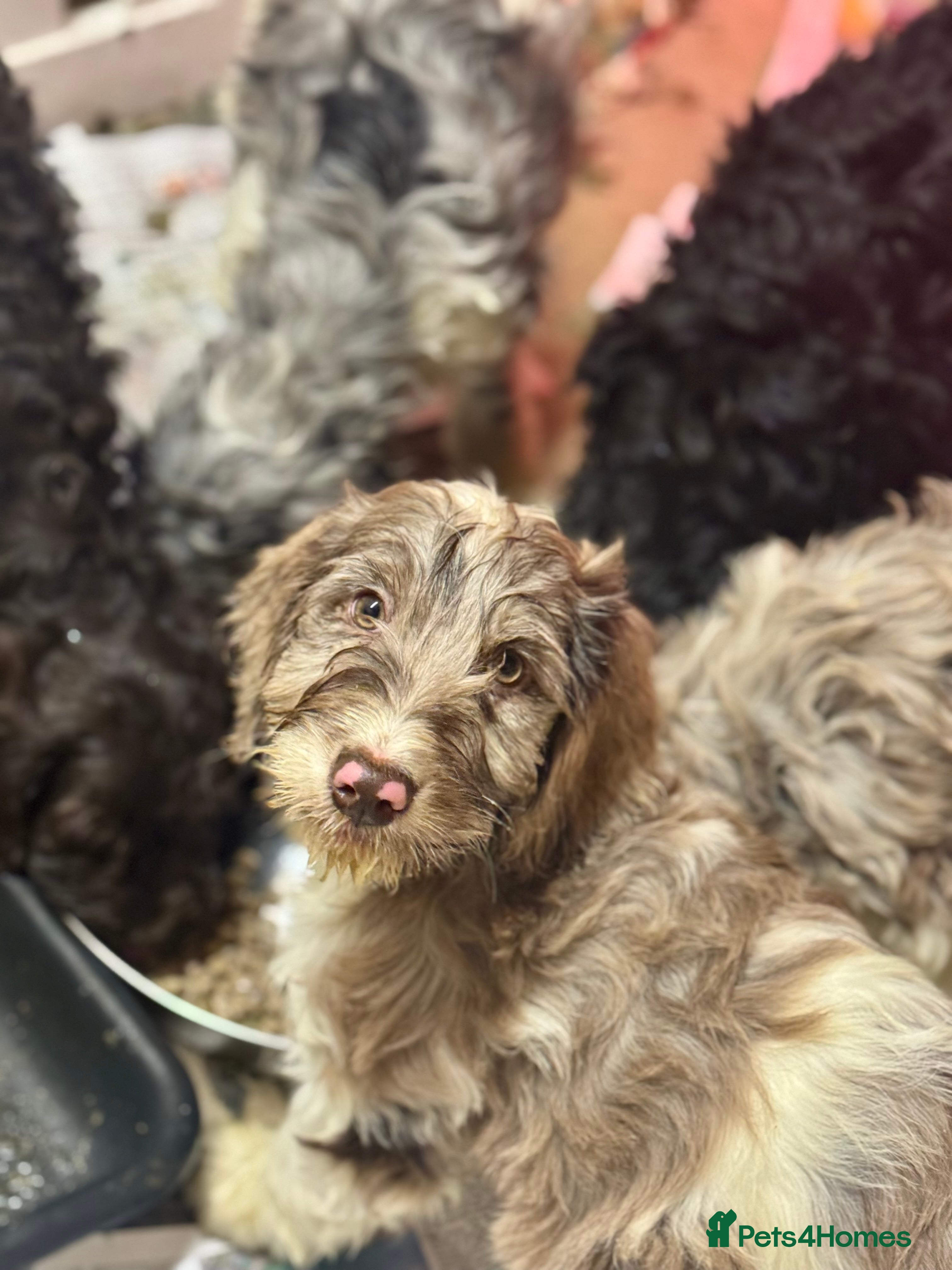 Cockapoo dogs F1 Standard Rare Parti, Solid and Merle Cockapoos - Advert 1