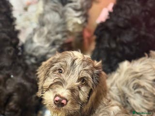 Cockapoo dogs F1 Standard Rare Parti, Solid and Merle Cockapoos - Advert 1