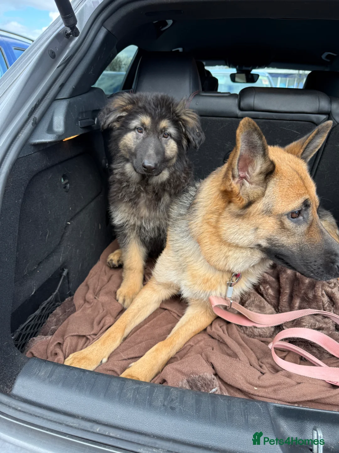 German Shepherd dogs for sale: GSD Male - Advert 2