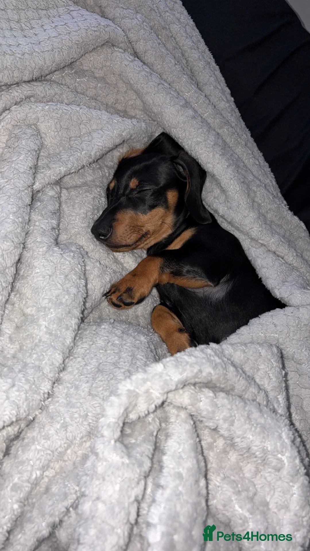 Dachshund dogs for sale: Dachshund  - Advert 5