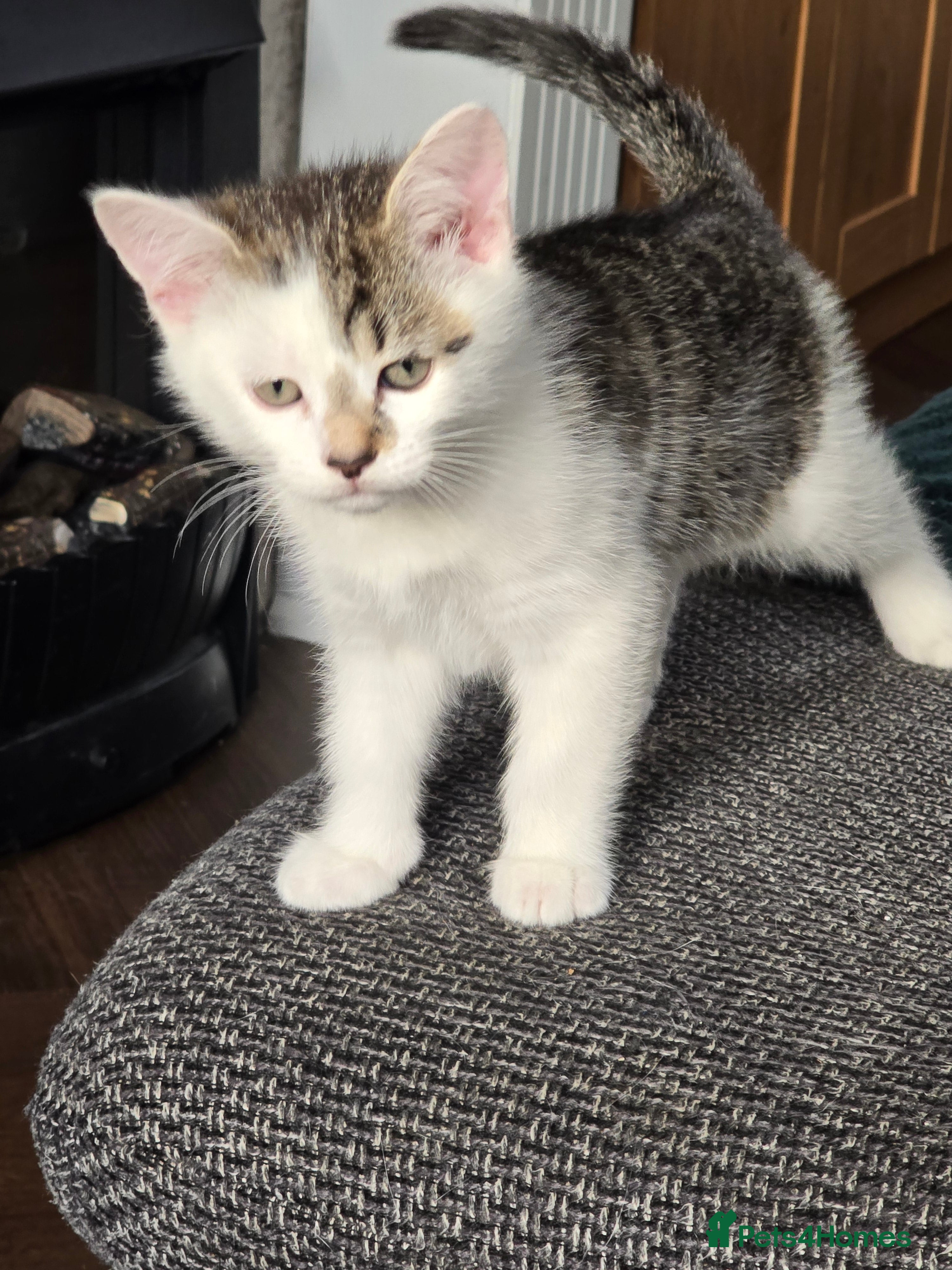 Mixed Breed cats Very playful male kitten, ready to go - Advert 13