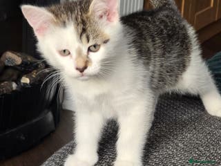 Mixed Breed cats Very playful male kitten, ready to go - Advert 6