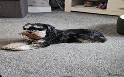 Miniature Schnauzer dogs for sale: Miniature schnauzer's due, KC, Mac, low COI - Image 12