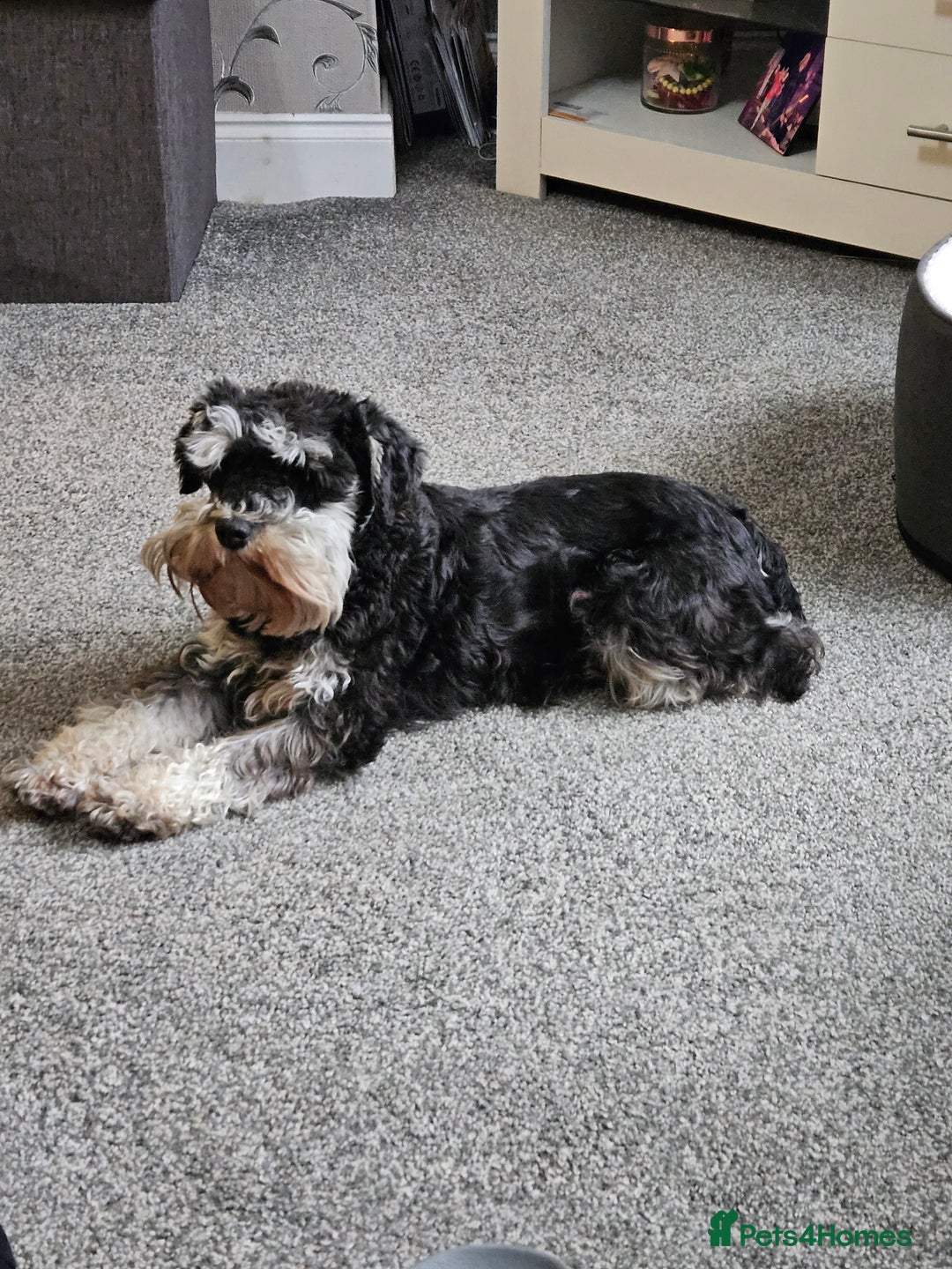 Miniature Schnauzer dogs for sale: Miniature schnauzer's due, KC, Mac, low COI - Image 12