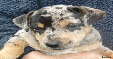 Jack Russell dogs - Advert 3