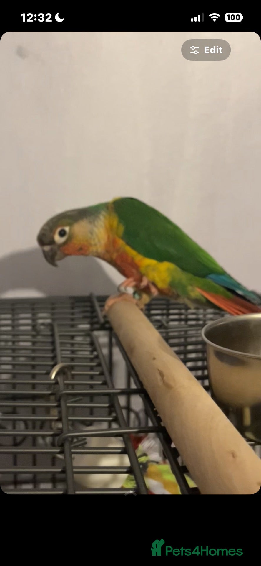 Conures birds green cheeked conure NEED GONE ASAP - Advert 1