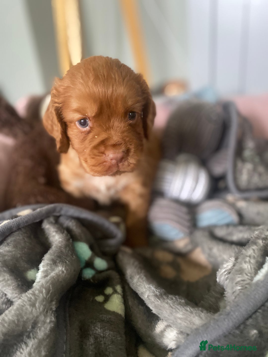 Cocker Spaniel dogs for sale: cocker spaniel puppies - Image 4